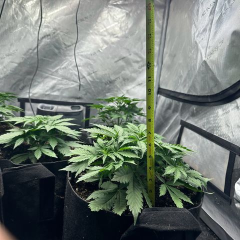 Quick One(5) growlog timeline photo