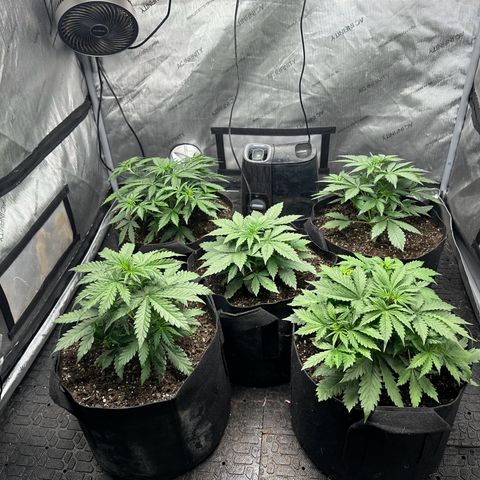 Quick One(5) growlog timeline photo