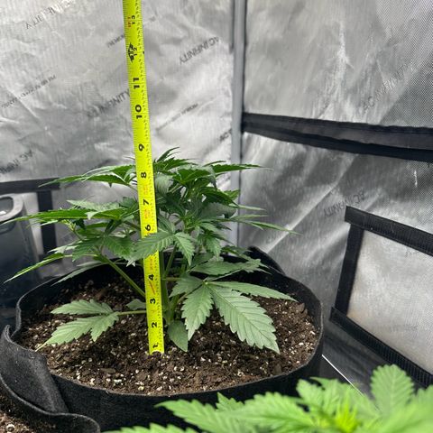 Quick One(5) growlog timeline photo