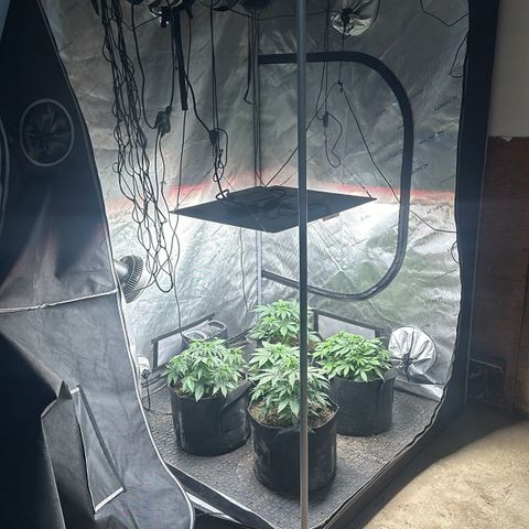 Quick One(5) growlog photo: Rotated my tent and added a new one today waiting on inline fan to come in, checked the soil it still seems a little damp may or may not water water today we’ll have to wait to see if there’s an update 