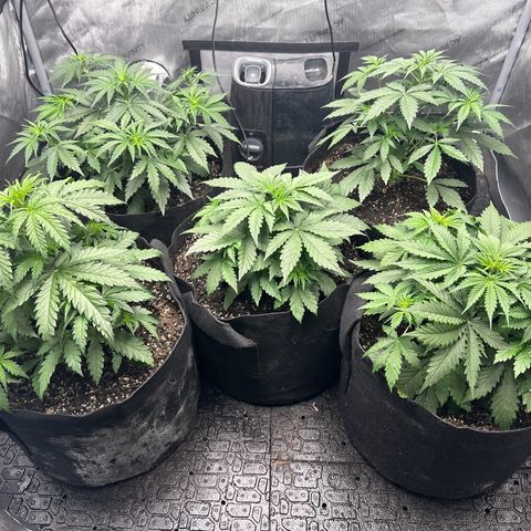 Quick One(5) growlog photo: Watered today