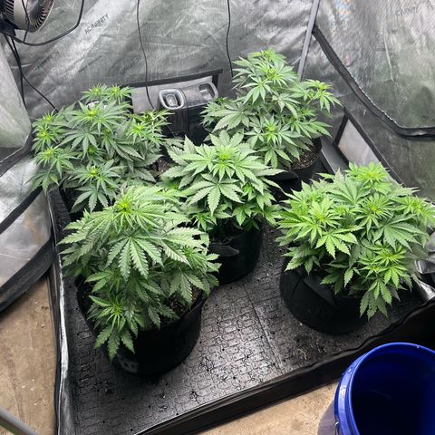 Quick One(5) growlog timeline photo