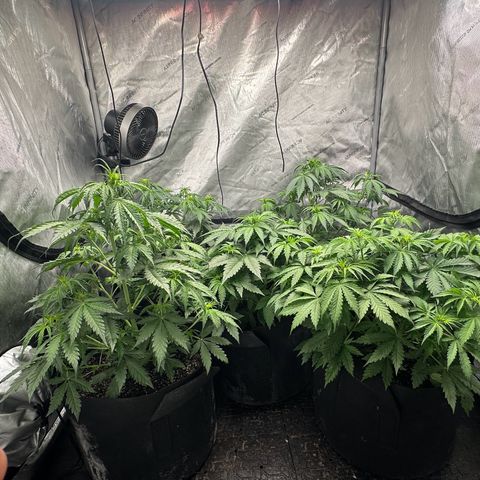 Quick One(5) growlog photo: Tuned the lights on for a split second to take some pictures of the night will take some in the morning
