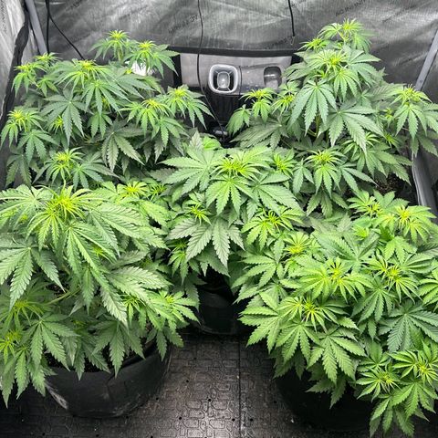 Quick One(5) growlog photo: Tuned the lights on for a split second to take some pictures of the night will take some in the morning