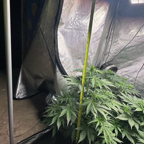 Quick One(5) growlog timeline photo