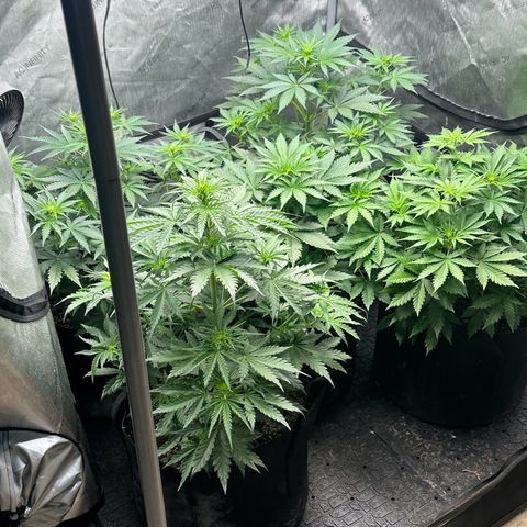 Quick One(5) growlog timeline photo