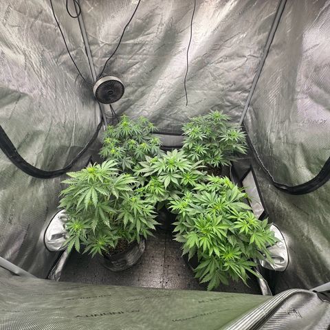 Quick One(5) growlog photo: Spread the plants out so it can go free next couple days before I install the trellis net 