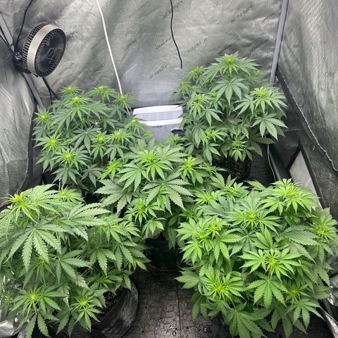 Quick One(5) growlog timeline photo