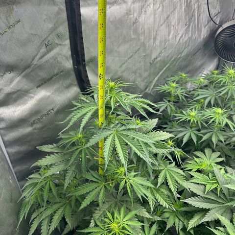 Quick One(5) growlog timeline photo