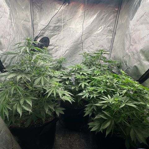 Quick One(5) growlog timeline photo