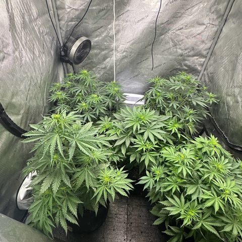 Quick One(5) growlog timeline photo