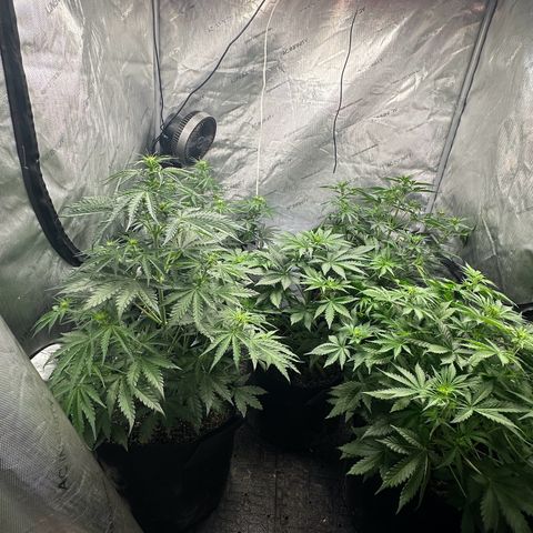 Quick One(5) growlog timeline photo