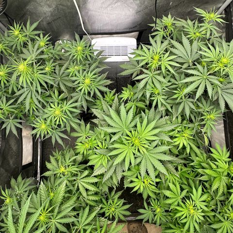Quick One(5) growlog timeline photo