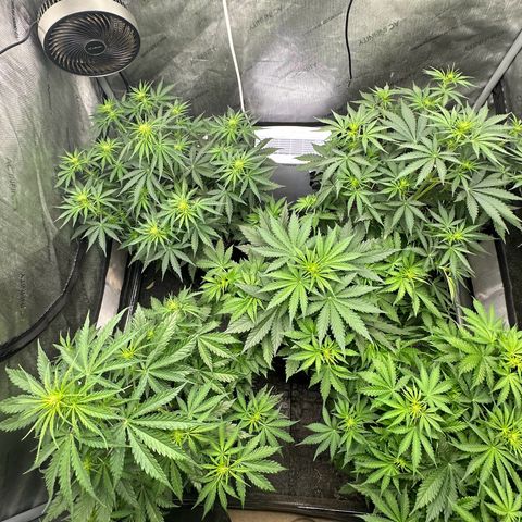 Quick One(5) growlog timeline photo