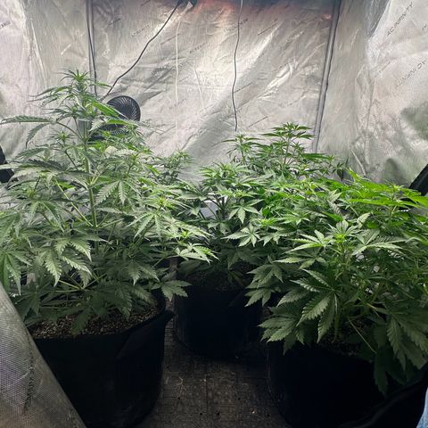 Quick One(5) growlog timeline photo