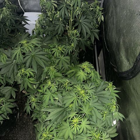 Quick One(5) growlog photo: Night time Pictures