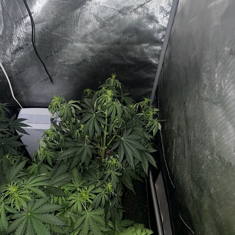 Quick One(5) growlog photo: Night time Pictures
