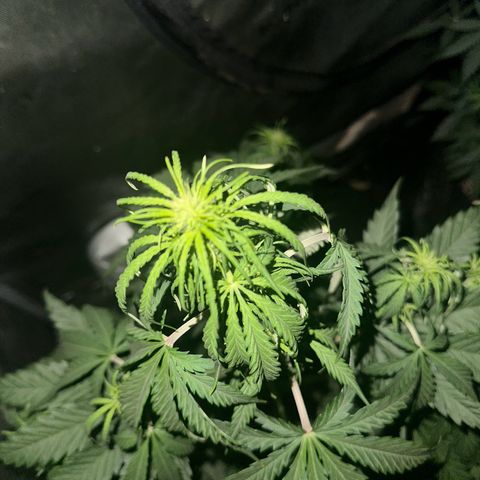 Quick One(5) growlog photo: Night time Pictures