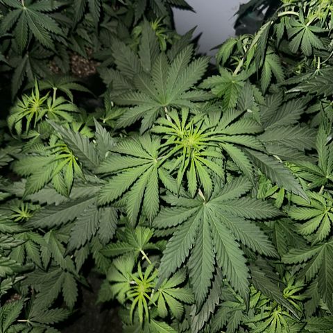 Quick One(5) growlog photo: Night time Pictures