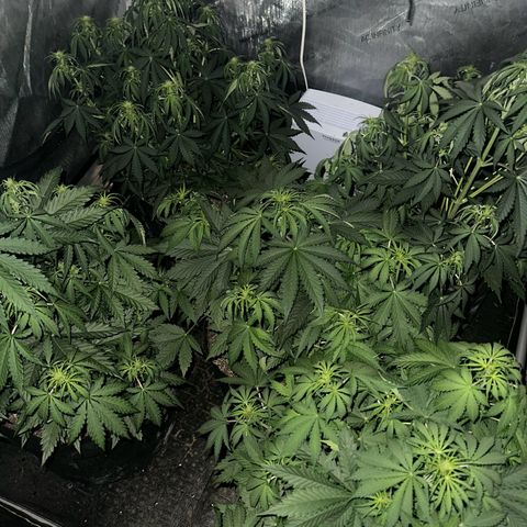 Quick One(5) growlog photo: Night time Pictures