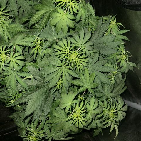 Quick One(5) growlog photo: Night time Pictures