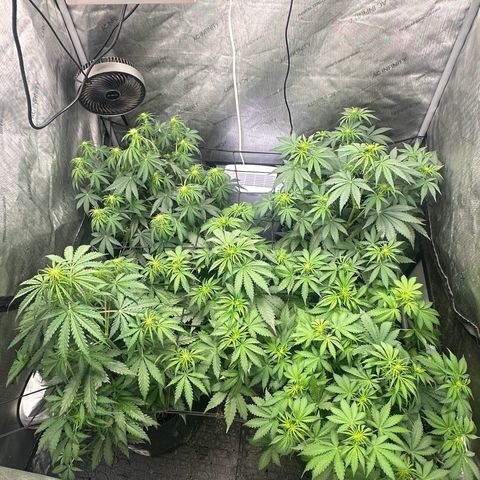 Quick One(5) growlog timeline photo