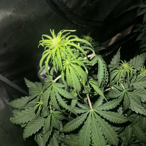 Quick One(5) growlog photo: Night time Pictures