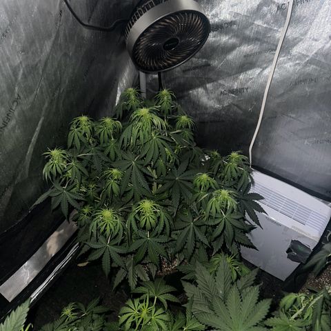 Quick One(5) growlog photo: Night time Pictures