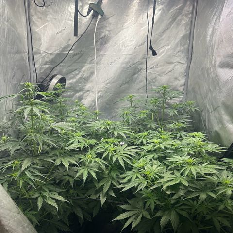 Quick One(5) growlog photo: Plants still seem to be stretching so I don’t think I over did it in nutes they’ve all  grown another 2 inches in length tall ones are sitting pretty at 26 inches short ones are about 18” the short ones are on par to max at 2 feet the other 3 look like they are going to be well above that 