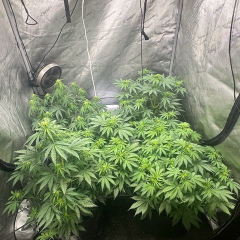 Quick One(5) growlog timeline photo