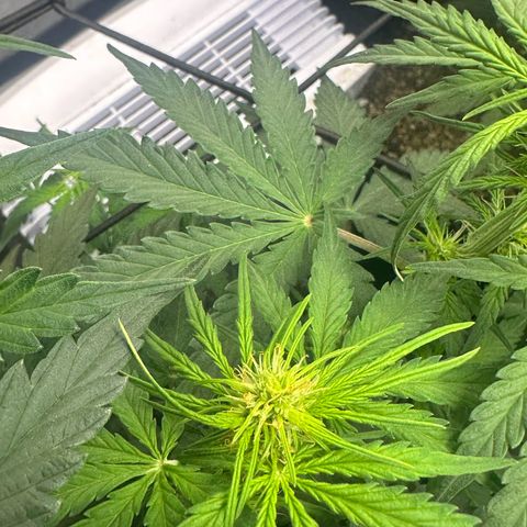Quick One(5) growlog timeline photo