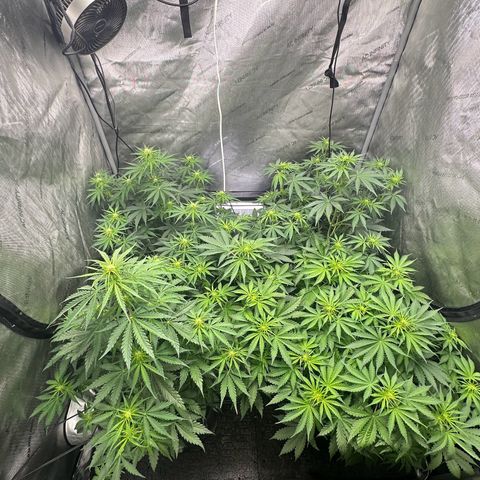 Quick One(5) growlog photo: Watered today and added nutrients 