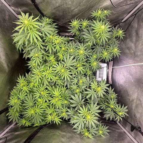 Quick One(5) growlog photo: Watered today and added nutrients 