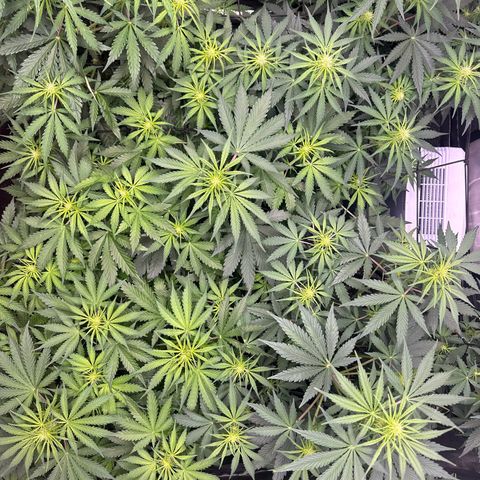 Quick One(5) growlog photo: Watered today and added nutrients 