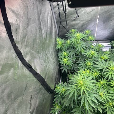Quick One(5) growlog photo: Watered today and added nutrients 