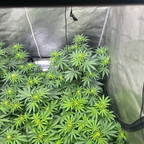 Quick One(5) growlog photo: Watered today and added nutrients 