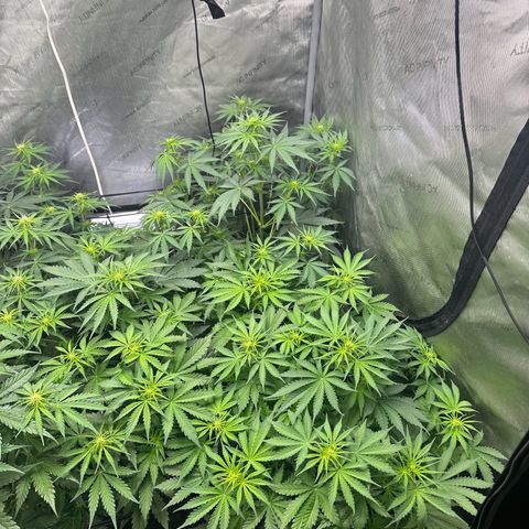 Quick One(5) growlog photo: Watered today and added nutrients 