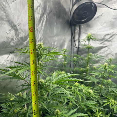 Quick One(5) growlog timeline photo