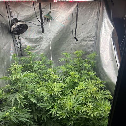 Quick One(5) growlog timeline photo
