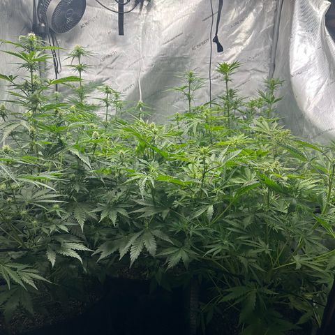 Quick One(5) growlog timeline photo
