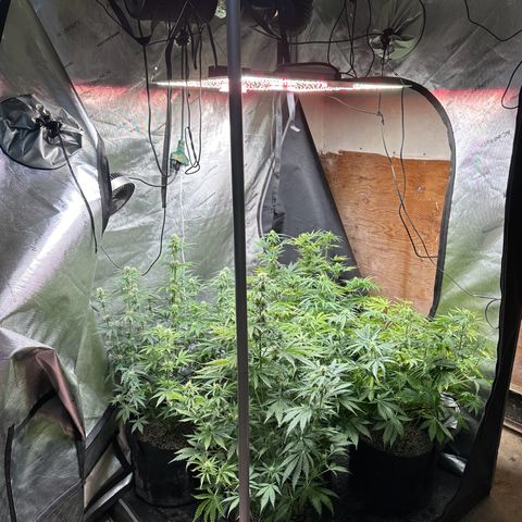 Quick One(5) growlog timeline photo