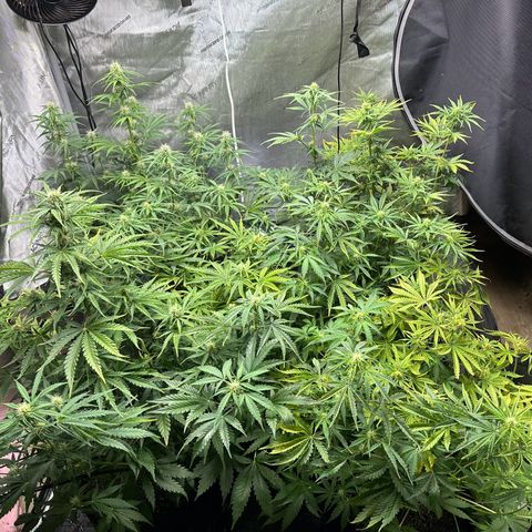 Quick One(5) growlog timeline photo