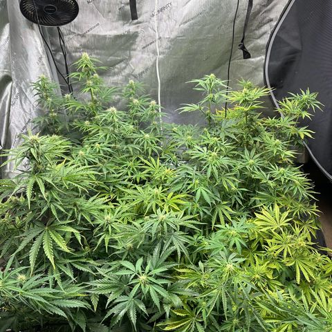 Quick One(5) growlog timeline photo