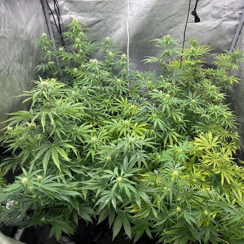Quick One(5) growlog timeline photo