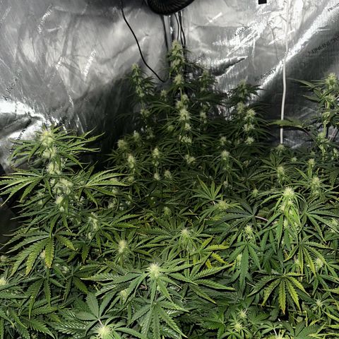 Quick One(5) growlog timeline photo