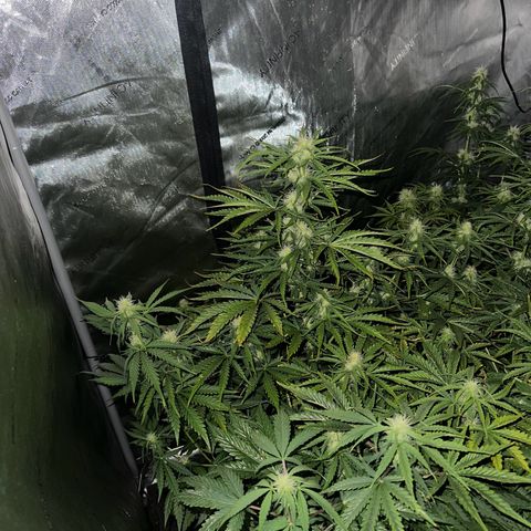 Quick One(5) growlog timeline photo