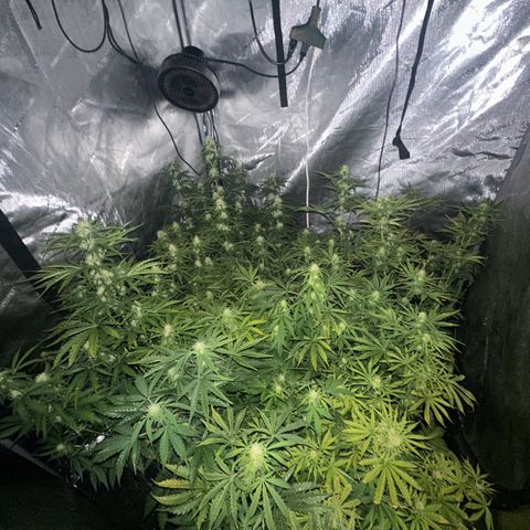 Quick One(5) growlog timeline photo