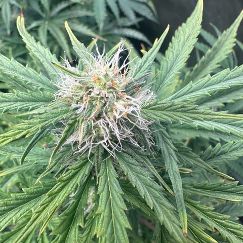 Quick One(5) growlog timeline photo