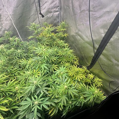 Quick One(5) growlog timeline photo