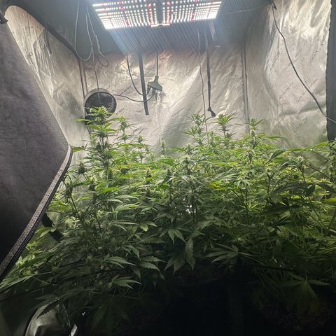 Quick One(5) growlog timeline photo
